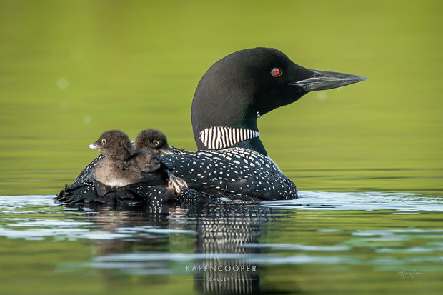 Mother Loon and Chicks (R)
