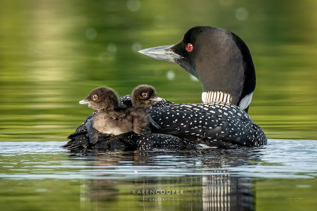 Mother Loon and Chicks (L)