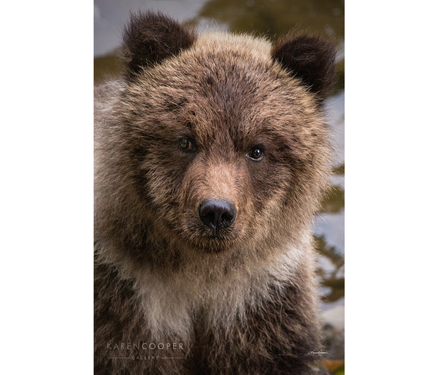 Portrait of a grizzly bear cub shyly looking into the camera in Bella Coola, British Columbia