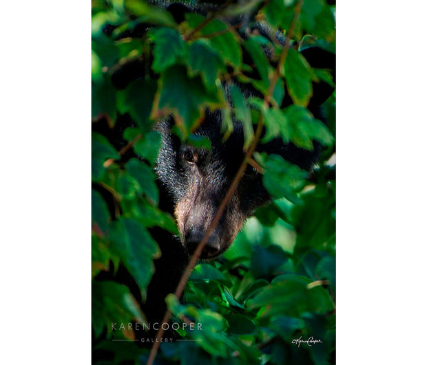 Fine art luxury nature landscape contemporary photography by Karen Cooper Gallery A black bear hiding in green leaf foliage, slightly visible in the spring in a forest in British Columbia Canada