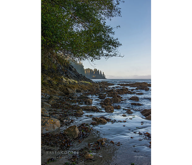 Fine art luxury nature landscape contemporary photography by Karen Cooper GalleryA rocky, sand-covered beach with an overhanging green tree at dawn in Vancouver Island British Columbia Canada 