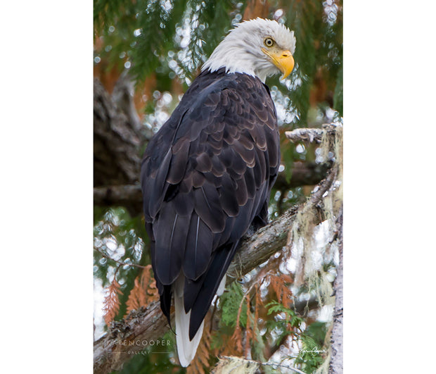 Fine art luxury nature landscape contemporary photography by Karen Cooper Gallery A large, Bald-headed eagle staring downward in Bella Coola Interior British Columbia Canada 