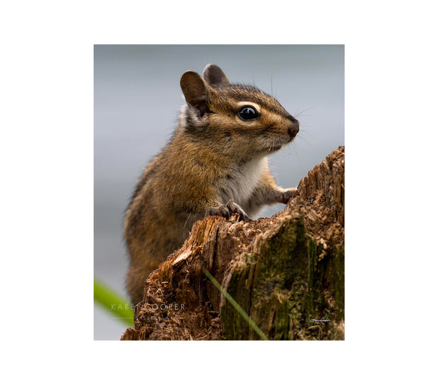 Fine art luxury nature landscape contemporary photography by Karen Cooper Gallery A small, brown chipmunk climbing a tree trunk in a forest in British Columbia Canada