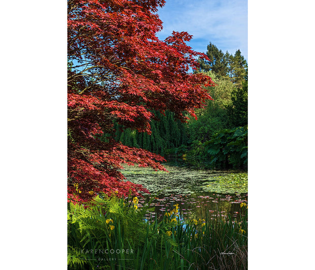Fine art luxury nature landscape contemporary photography by Karen Cooper Gallery An autumn day, a small, lily pad covered, still pond surrounded by green and red foliage trees overhanging on its shores in Vancouver British Columbia Canada 