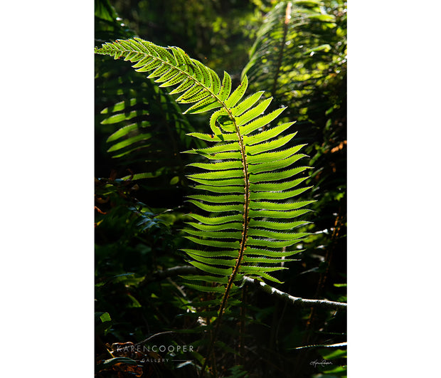 Detail of a young, curving green fern on the forest floor of a sunny british columbia rainforest