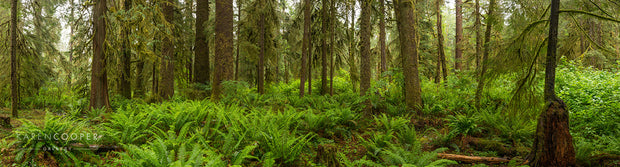 Panorama of rainforest covered in large, bright green ferns. Trees are partially visible, with handing branches and trunks  and covered slightly in moss