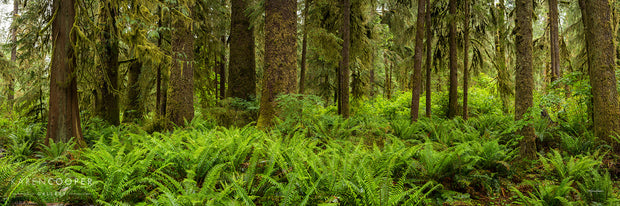 Panorama of rainforest covered in large, bright green ferns. Trees are partially visible, with handing branches and trunks  and covered slightly in moss