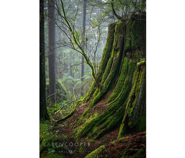 Old stump covered in moss and lichen, with new tree growing out of the side in misty British Columbian rainforest 