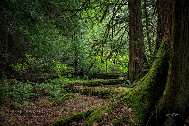 A lush, green old growth forest covered in large ferns and green and brown moss. Two large, moss-covered trees dominate the right side of the image. 