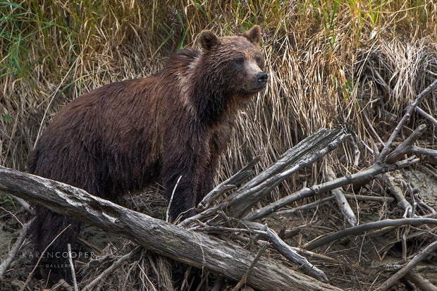 grizzly bear on water edge and logs