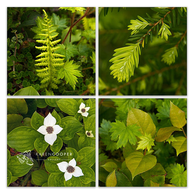 Fine art luxury nature landscape photography collection of detailed forest plants and greenery by Karen Cooper Gallery in Vancouver, British Columbia 