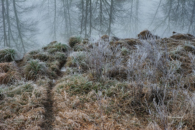 Frost covered ground with a small trail running through to the river, on the right-hand side. Reflection of bare trees found in the river water. 