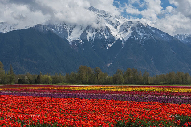 field of multi colored tulips with snowy mountain in background