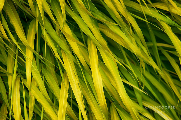 Green Grasses by Karen Cooper Gallery in Vancouver