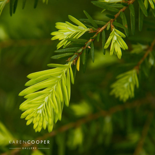 Detail of an evergreen tree's soft pine needles  in a forest in British Columbia 