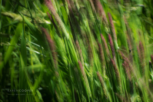 Detail of purple and green grasses moving slightly in the wind 