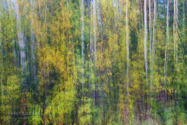 Fine art luxury nature landscape photography  of white aspens abstract in a green forest in spring in British Columbia 