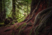 Enchanted Forest No. 2