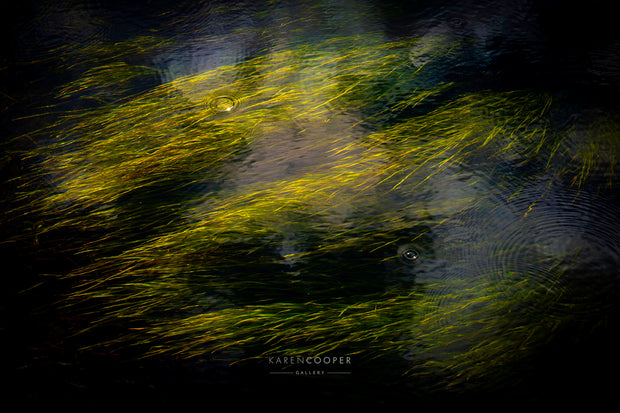 Green river grasses flowing below the rippling, rain covered surface of a river 