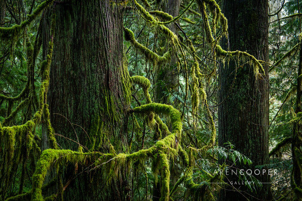 Detail of a tree within a British Columbian old growth forest. It has moss-covered, curved branches resembling an embrace. 