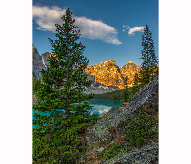 A pine tree dominates the landscape, overlooking the turquoise Moraine Lake and the Rocky Mountains in Alberta, Canada. Blue skies with two clouds, and sunrise hits the peaks 