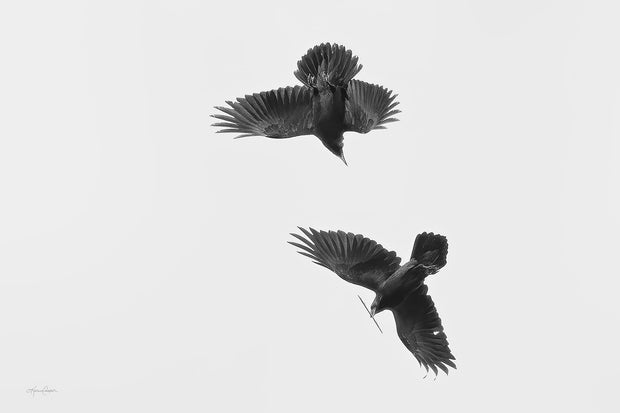 two ravens playing with a small stick, one is flying toward the other that holds the stick in its beak. Image is in black and white against a clear sky.