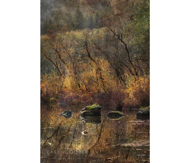 Fine art luxury  nature landscape photography Trees and grasses along lakeshore lit by golden light.