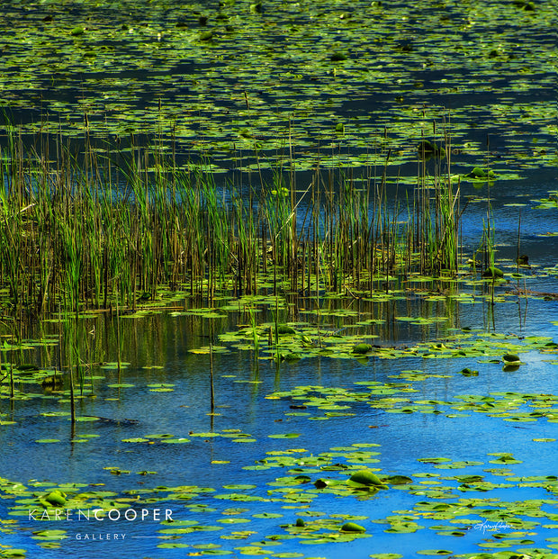Detail of a wetland covered in large patches of emerald green lily pads and tall grasses. Blue sky is reflect in the still waters  in British Columbia
