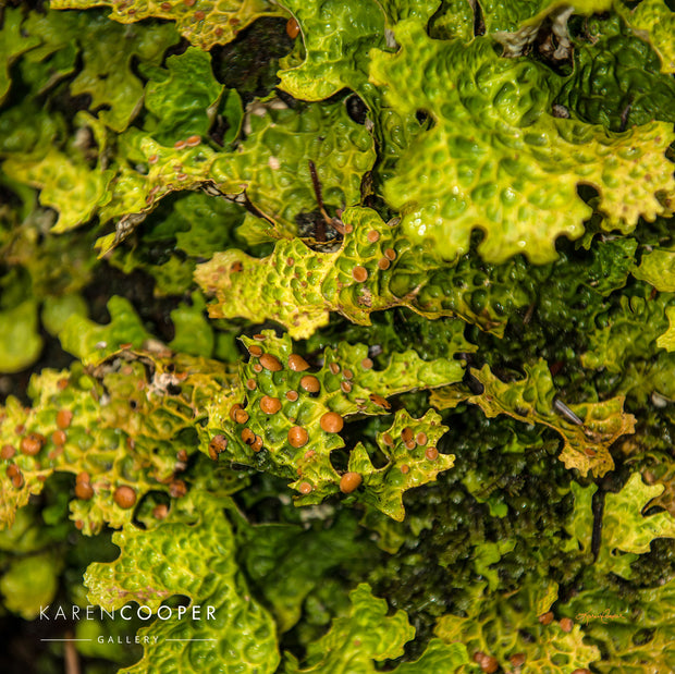 Detail of a green foliage with small brown dots and circular ridges. 