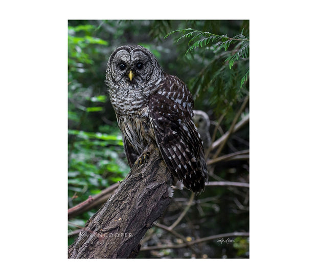 Fine art luxury nature landscape contemporary photography by Karen Cooper Gallery Detail of a small, barred owl  on a tree branch with their mating partner just visible in the background in a green forest in British Columbia Canada 