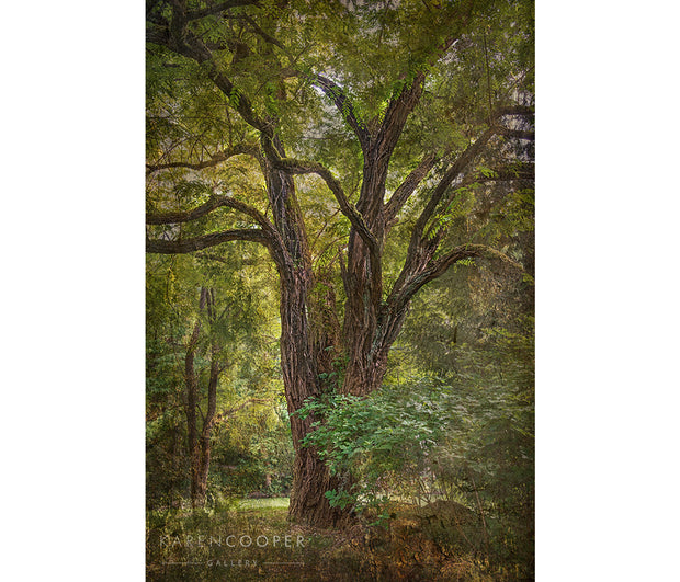 Fine art luxury nature landscape contemporary photography by Karen Cooper Gallery A large, black locust tree with gnarly, overhanging branches and bright, emerald green foliage in Vancouver British Columbia Canada 