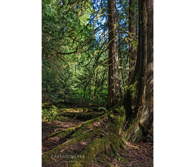 Three large, thin trees are grouped together in the right side of the image, their roots moss covered and dominating the forest floor. 