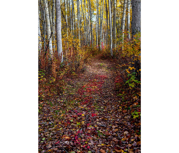 A pathway running through a birch forest that is completely covered by red, yellow, and green leaves 