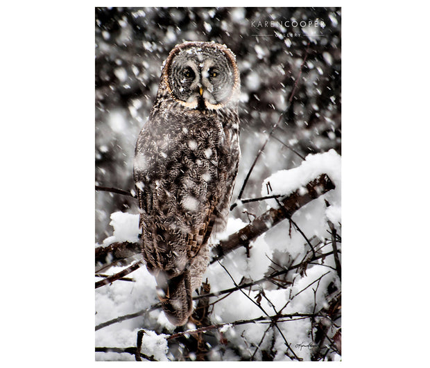 A large great grey owl perched on a snow covered branch during a snowfall