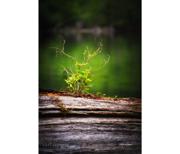 Detail of a small tree seedling on an old, aging long in an old growth rainforest in British Columbia log 