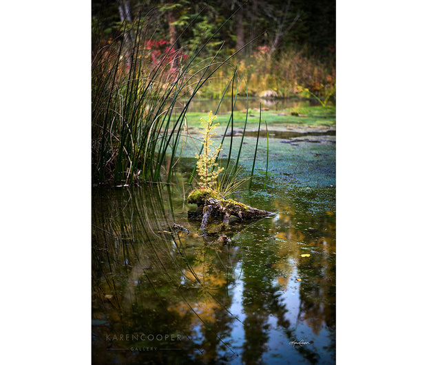 A small yellow larch tree grows on a small piece of moss-covered wood in a still river, surrounded by reeds and tall grass