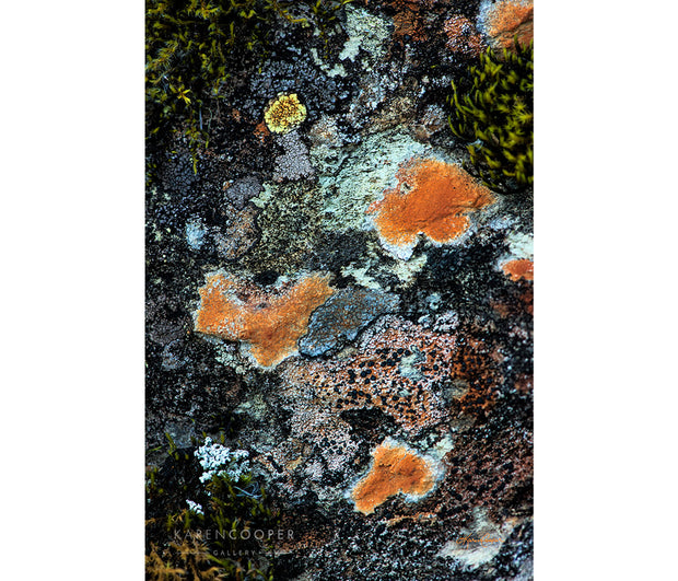 Detail of orange, blue and yellow lichen covering the surface of a rugged rock. 