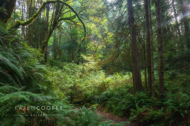 Sunrays shining through the treetops upon the fern covered forest floor, with a small pathway barely visible. 