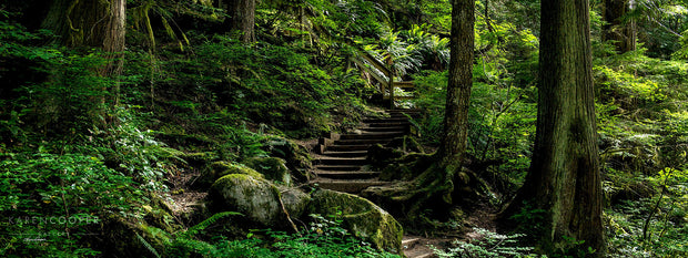 A wooden staircase leading from the path up a slope, surrounded by large ferns and other green foliage, along with tall thin, moss covered trees. 