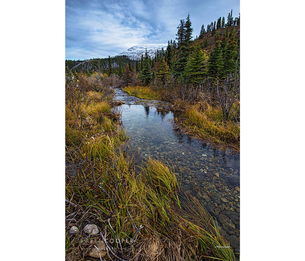 Fine art luxury photography A clear stream of water with a rockbed runs through the scene of short, green wild grasses and pine trees in Northern British Columbia