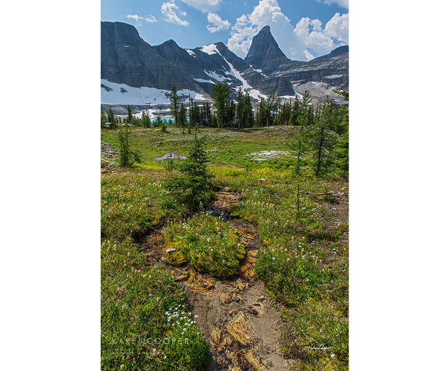 A green mountain meadow with  sparsely distributed evergreen trees. Snowy mountains in background with a clear blue, slightly cloudy sky 