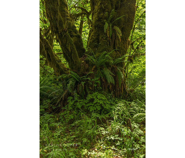 A large maple tree covered in emerald green ferns and thick moss. The ground around the tree is covered in a variety of bright green flora and grasses. 