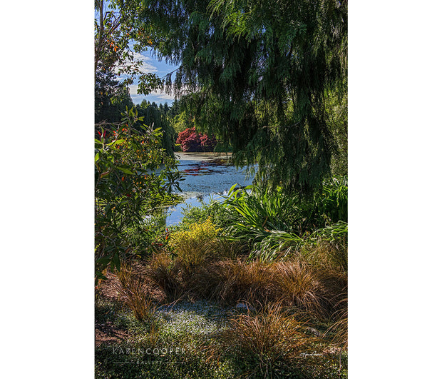 A pond framed by willow and maple trees, and other vibrant green flora. 