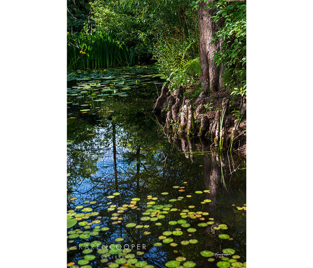 A still pond covered with green and yellow lily pads. Overhanging branches and roots, also reflected in the water in the centre of the pond. 