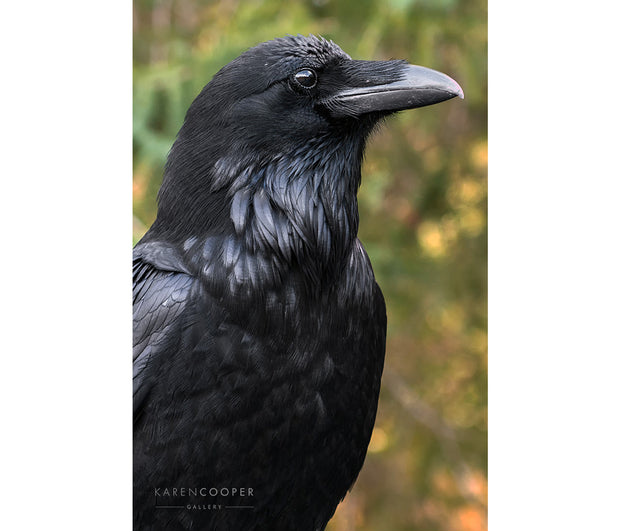 A raven in profile looking to the right, with background out of focus. 