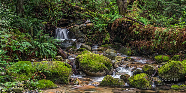A flowing stream with a small waterfall flowing over moss-covered rocks. Surroundings are dominated by bright green moss and ferns, with browning foliage mixed throughout. 