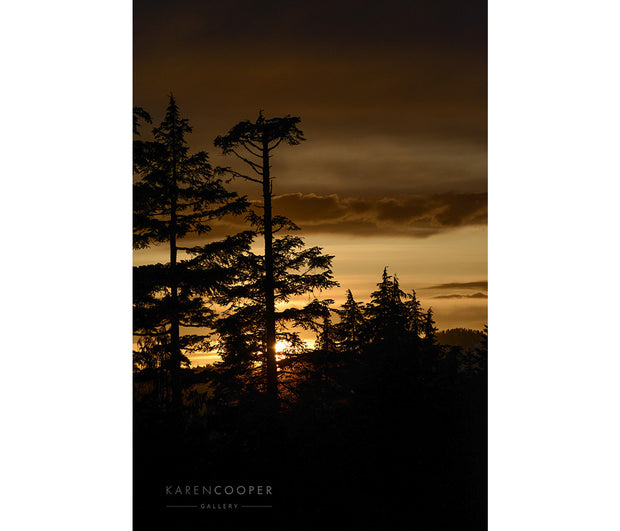 A yellow, cloud filled sky from sunset, with tall trees in profile
