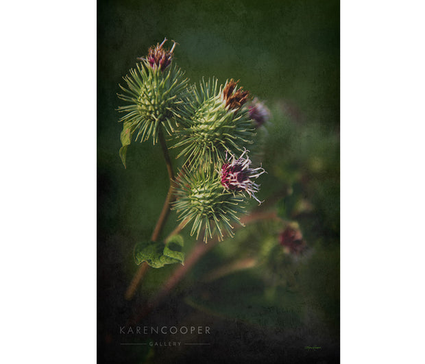 green and purple canadian thistle blossoms with green foliage