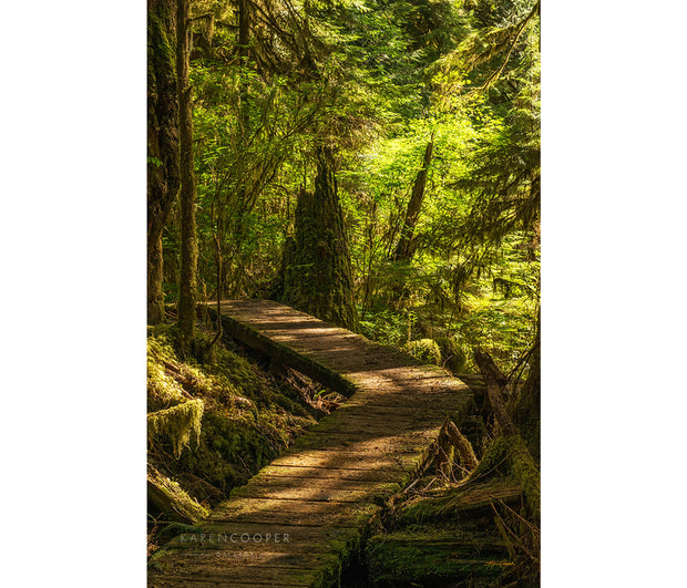 wooden pathway leading through old growth forest