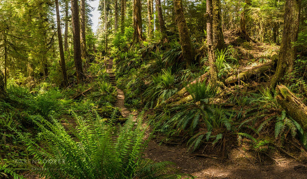 Fine art luxury nature landscape contemporary photography by Karen Cooper Gallery A slightly overgrown path in the old growth rainforest leading to a small wooden stairway in the background in Vancouver Island British Columbia Canada 